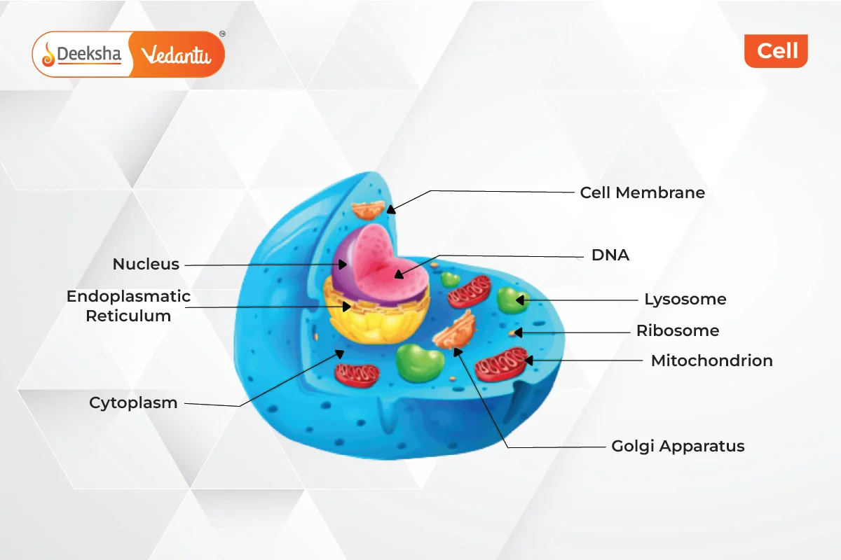 Cell Structure