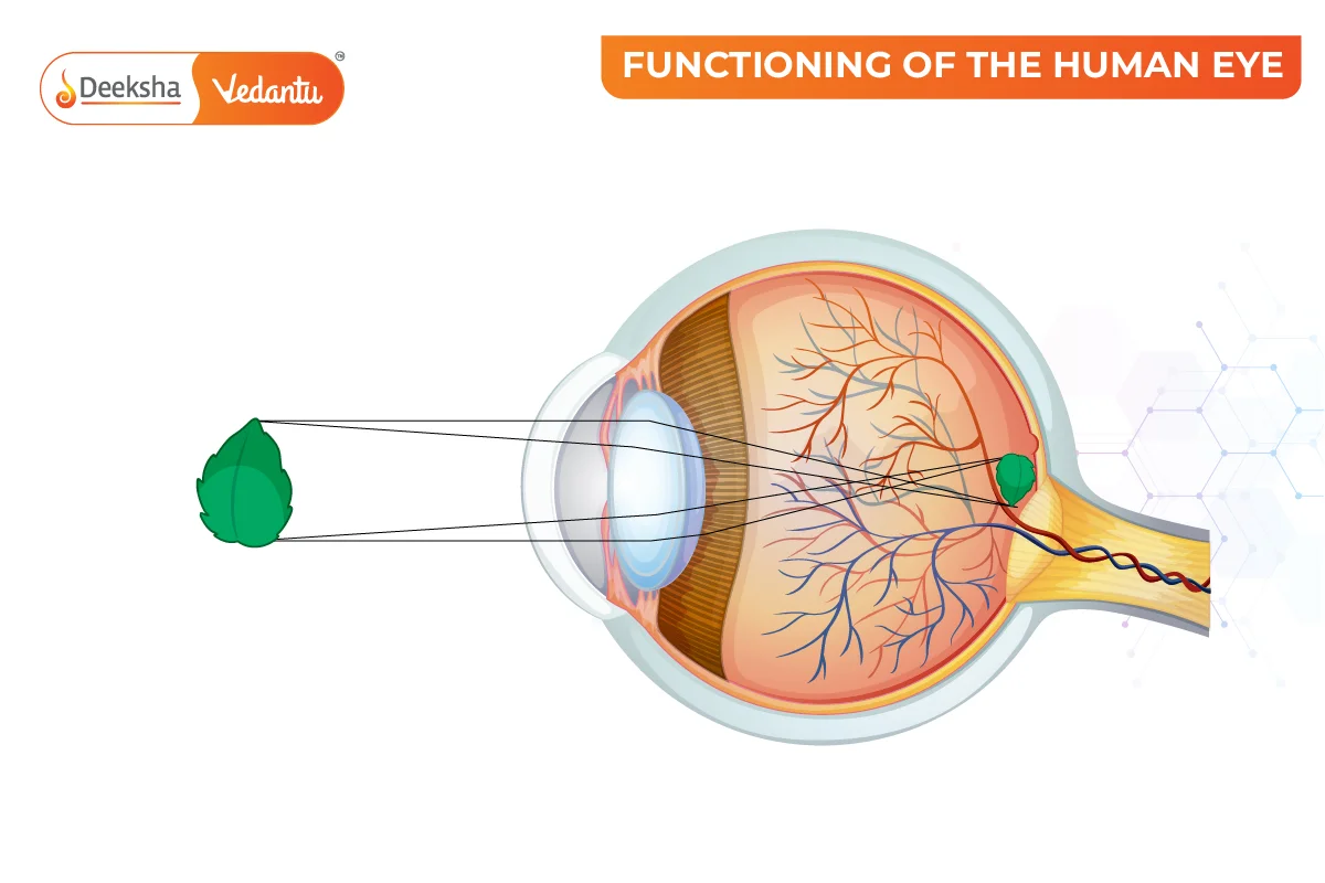 Function of the Human Eye