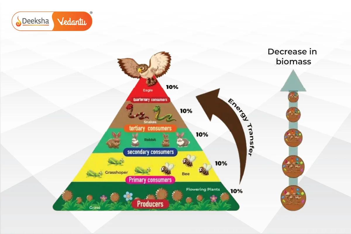 Important Ecological Concepts 01