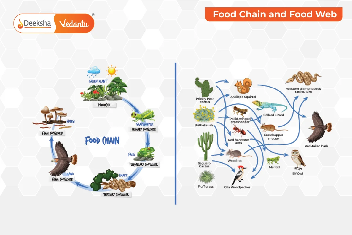 Important Ecological Concepts