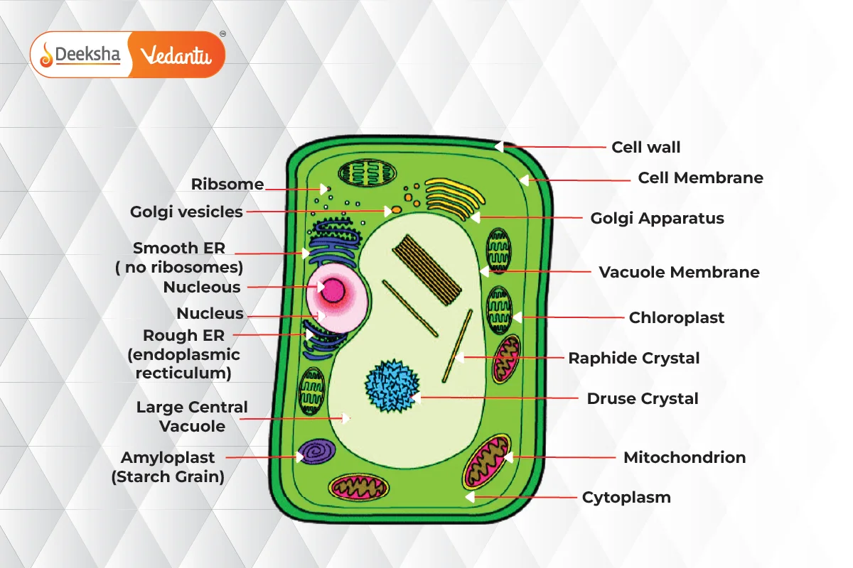 Plant Cell Diagram