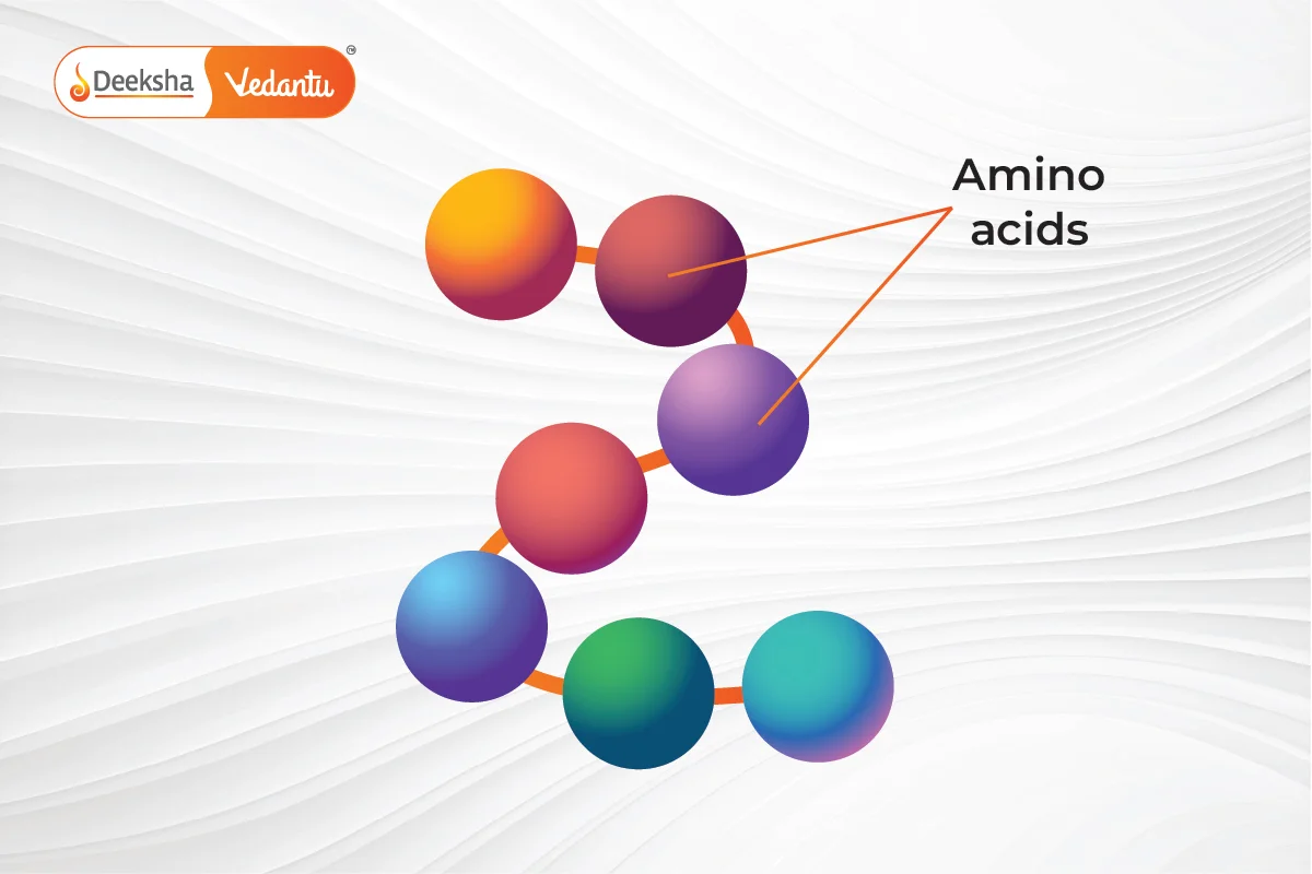 Primary Structure of Protein