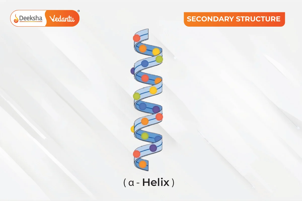 Secondary Structure of Protein