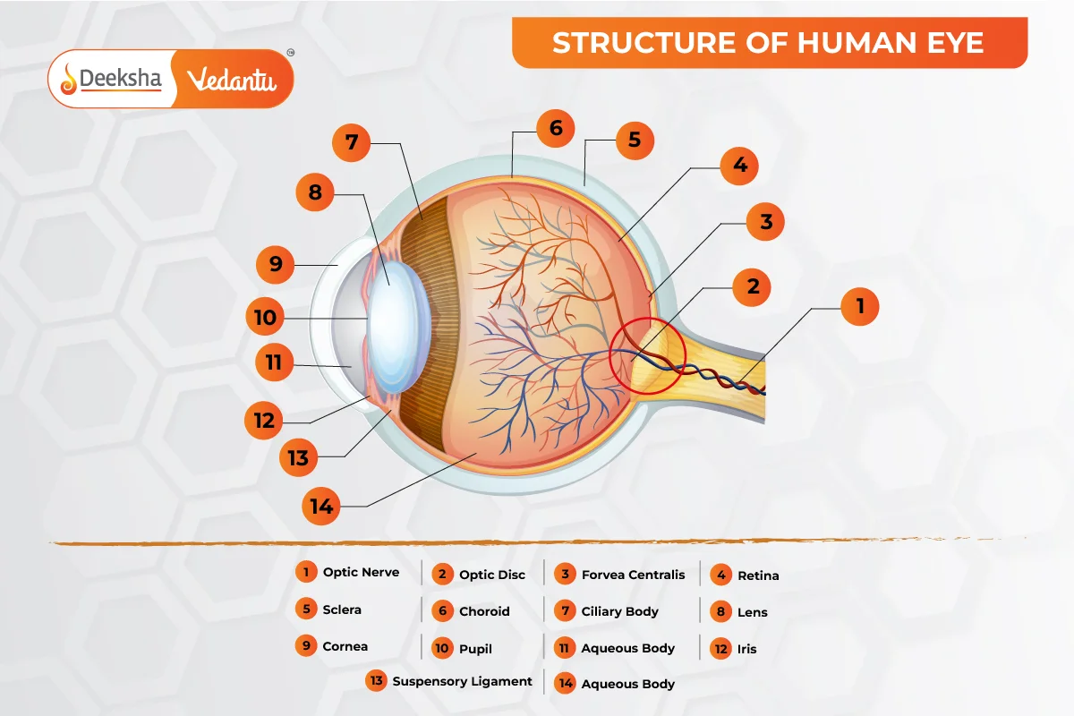 Structure of the Human Eye