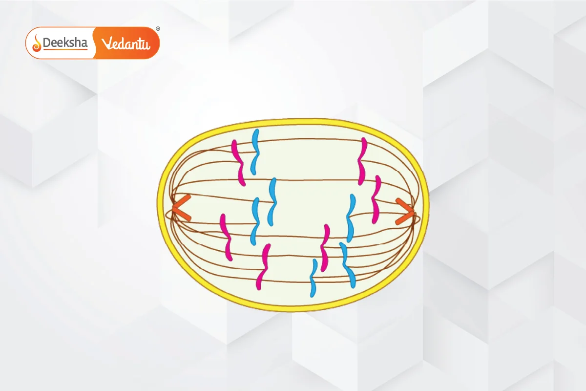 Metaphase