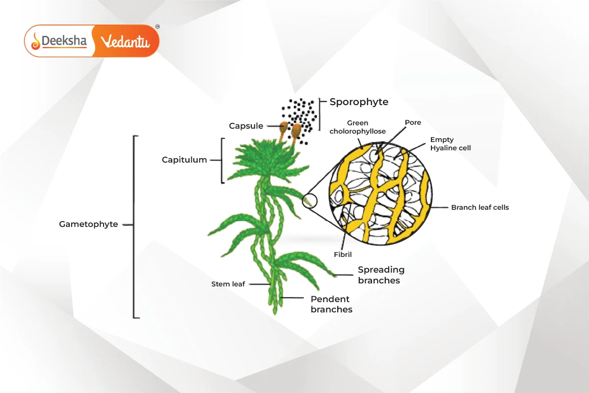 Understanding Bryophytes: Characteristics, Classification, and Importance