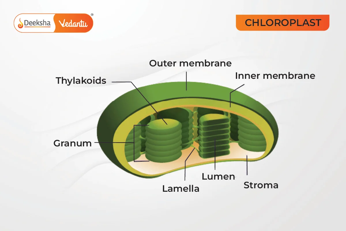 Chloroplasts (in plants)