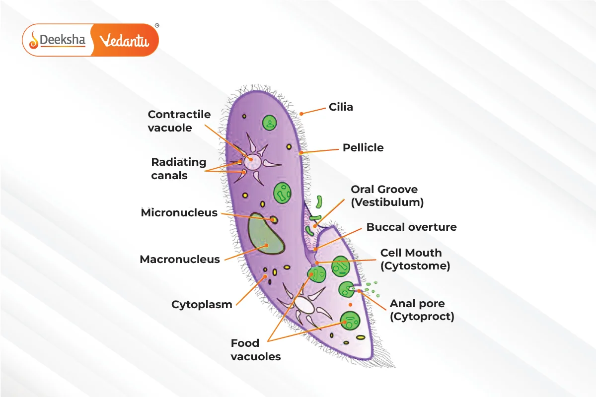 Ciliophora Ciliated Protozoans