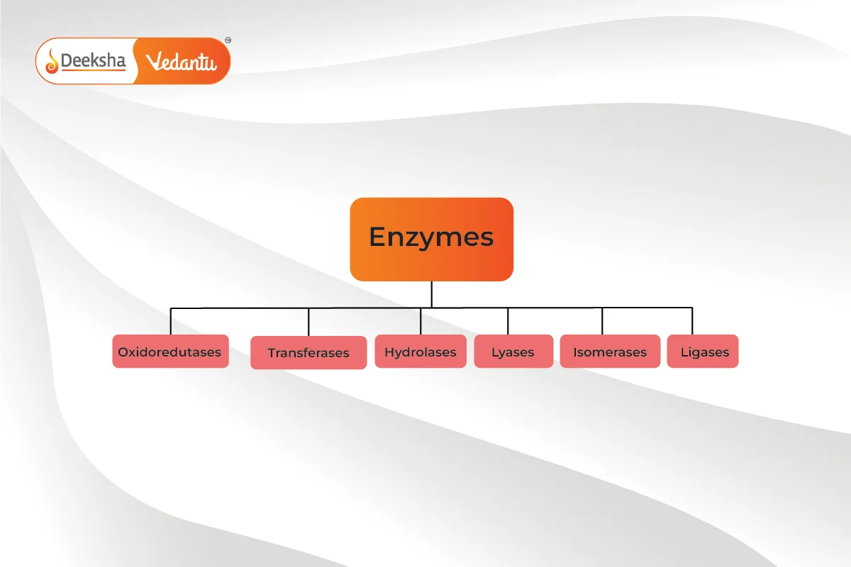 Classification of Enzymes