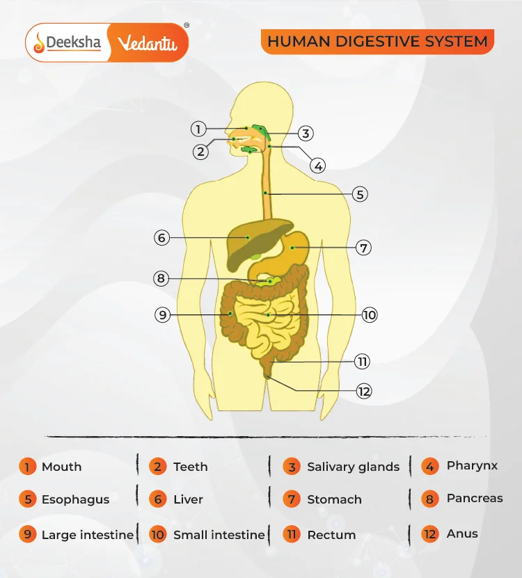 Structure of the Human Digestive System