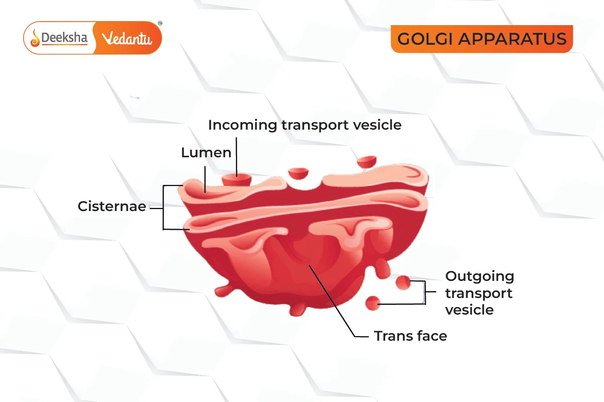 Detailed Functions of Key Cell Organelles