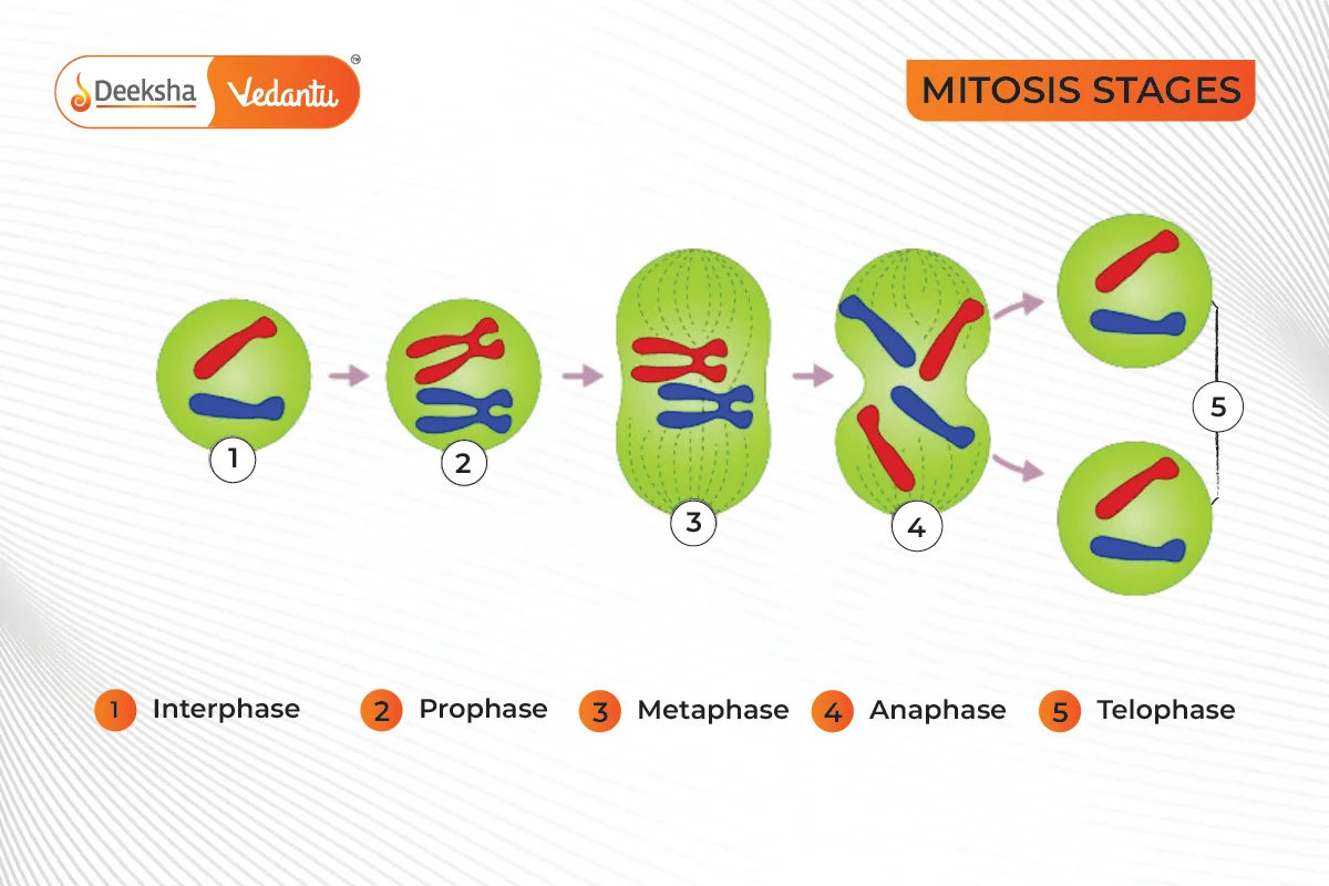 Mitosis 4 Stages The Stages Of Mitosis And Cell Division