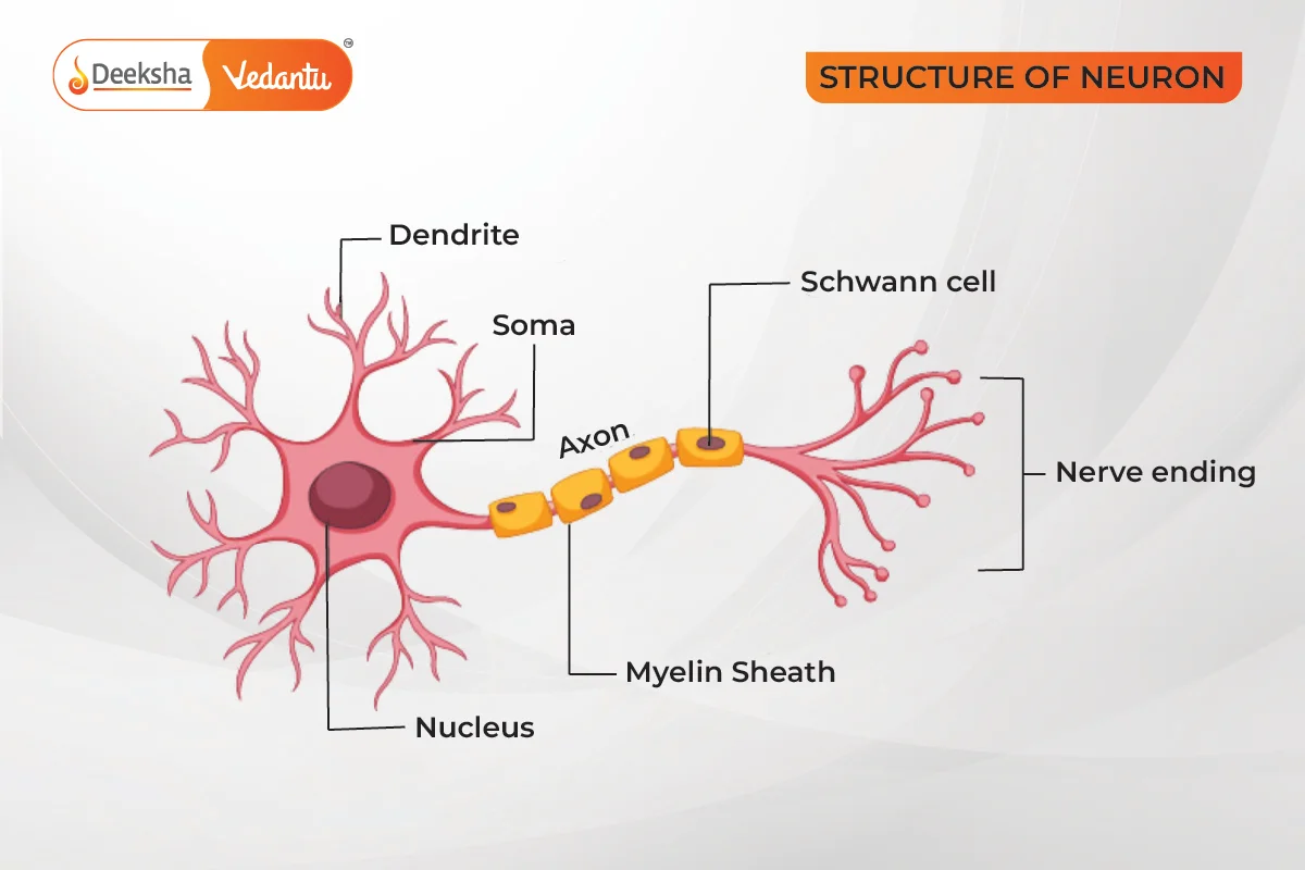 Detailed Structure of Neurons