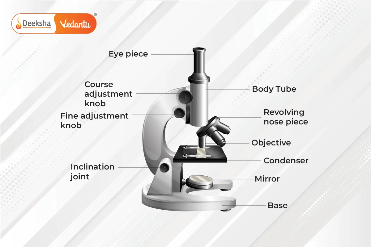 Diagram of Compound Microscope