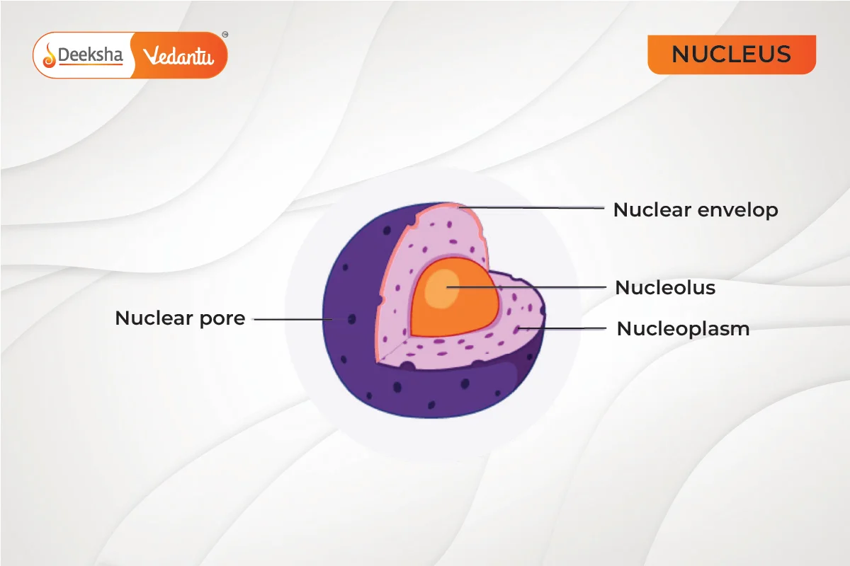 Double Membrane-Bound Organelles