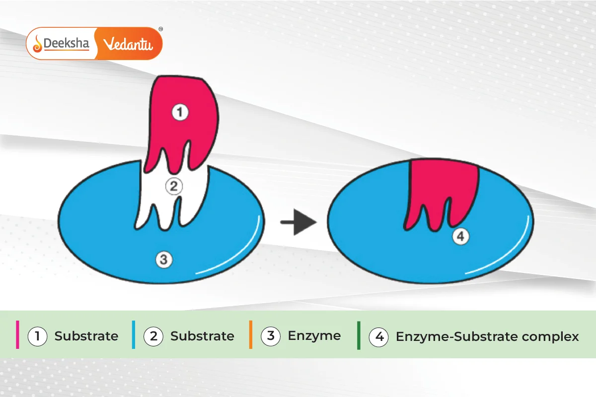 Enzyme Mechanism