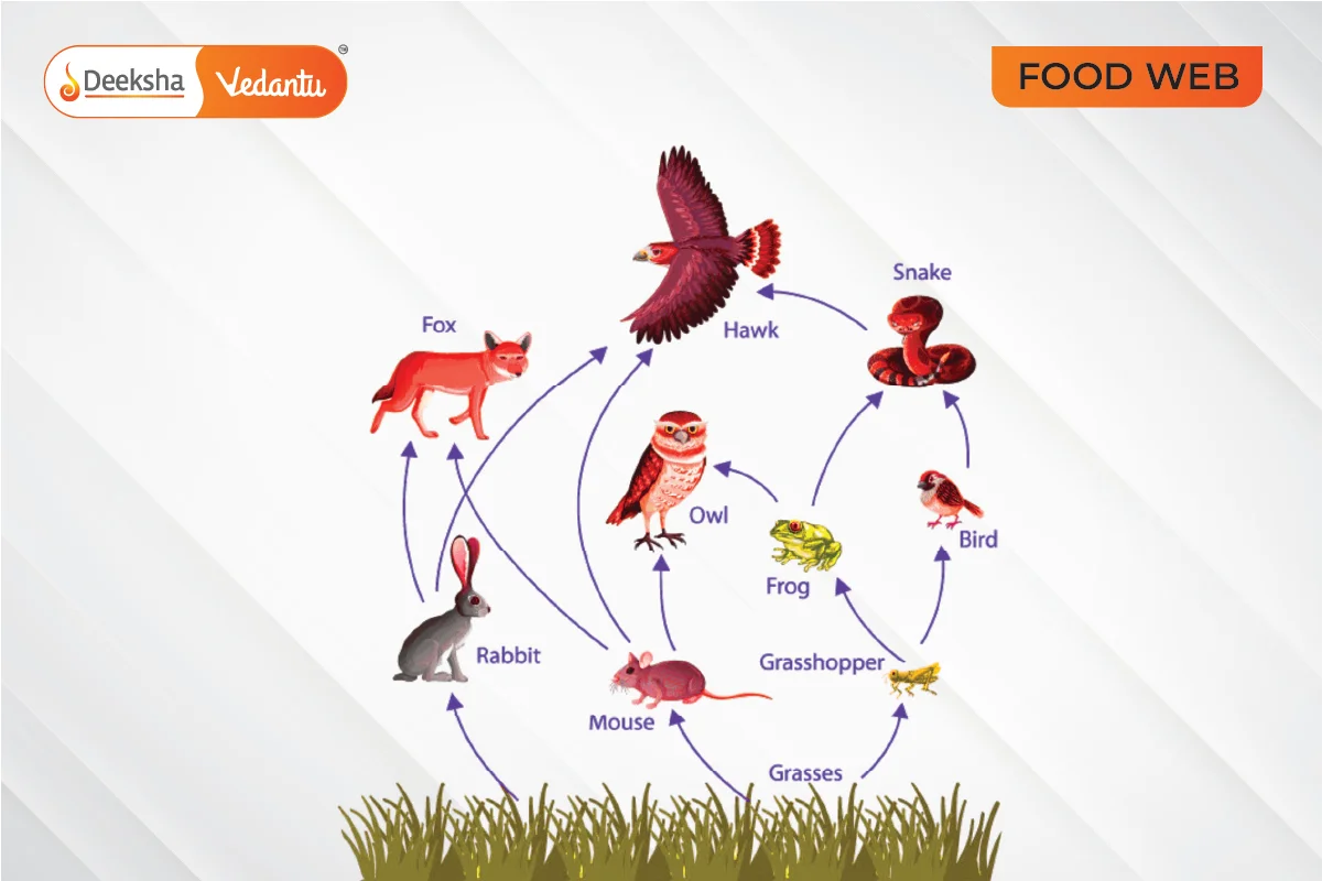 Food Web