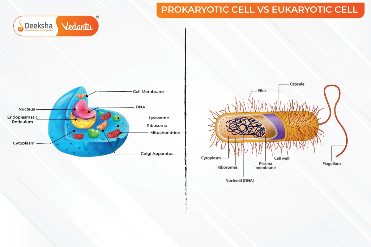 Introduction to Prokaryotic and Eukaryotic Cells