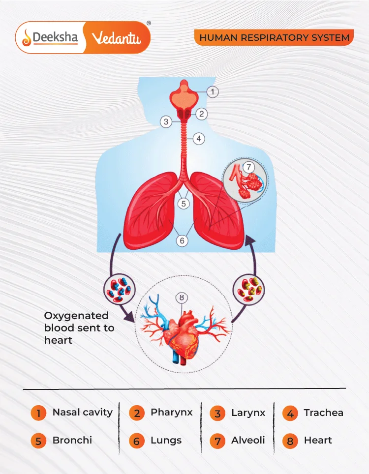 Key Components of the Human Respiratory System