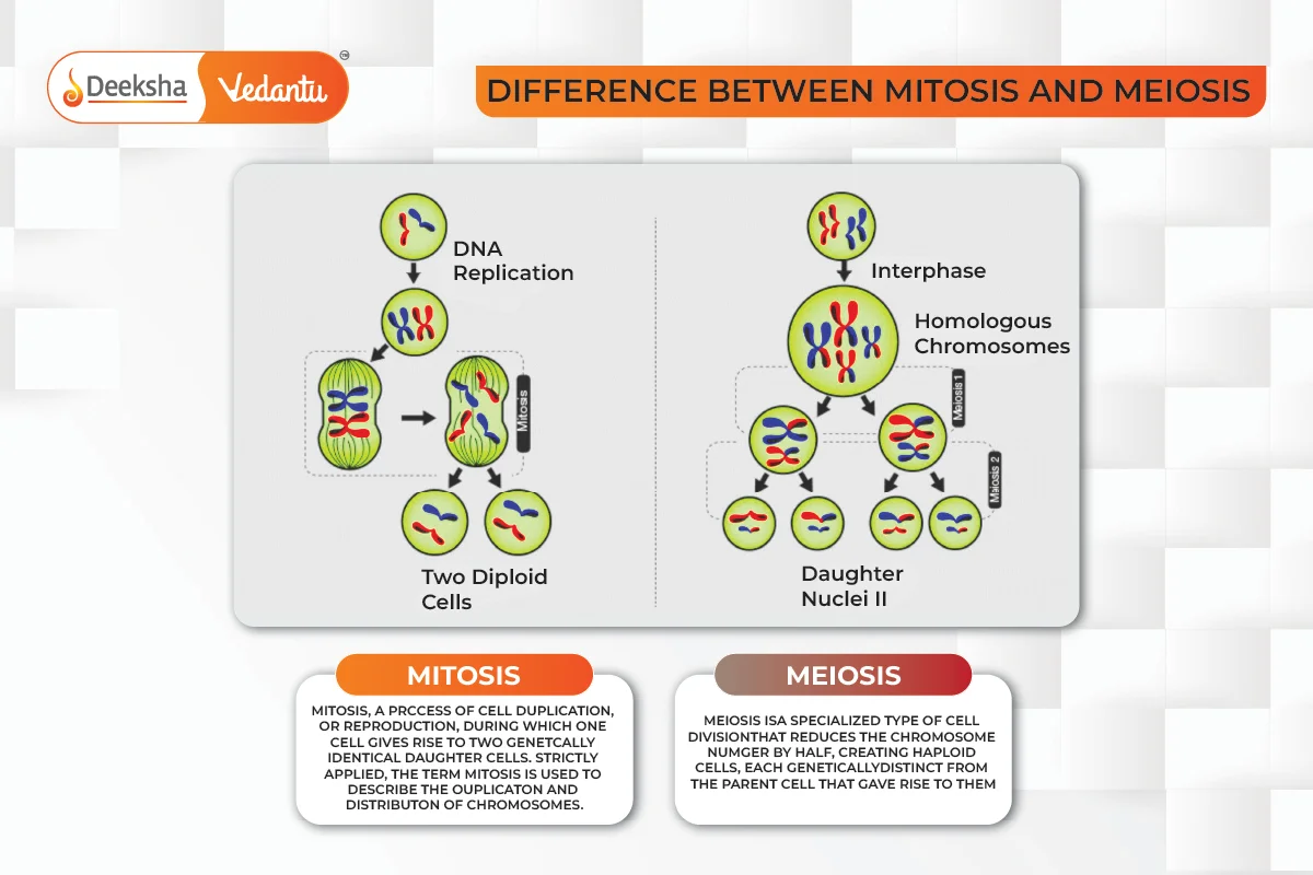 Key Differences Between Mitosis and Meiosis