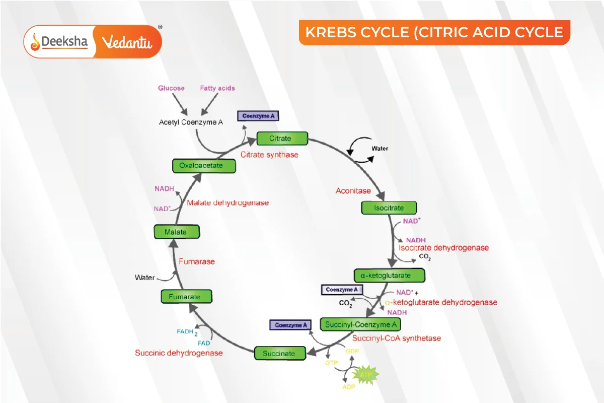 Krebs Cycle Steps