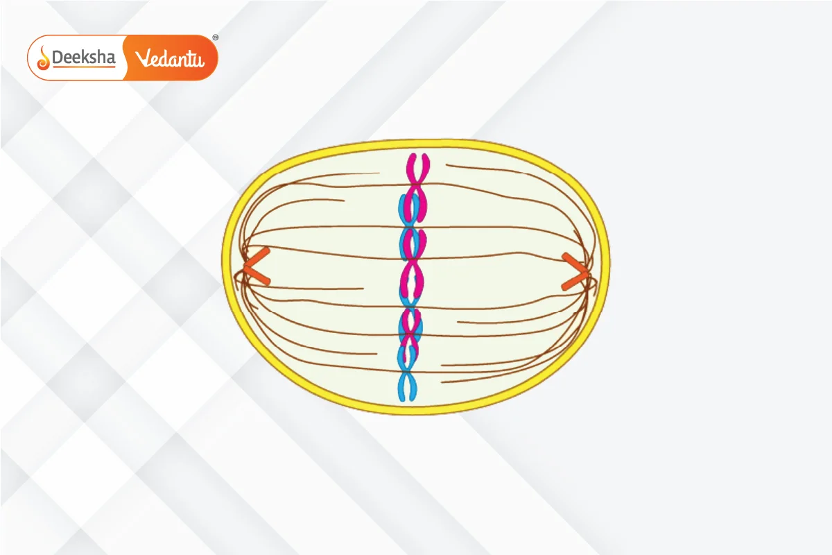 Metaphase