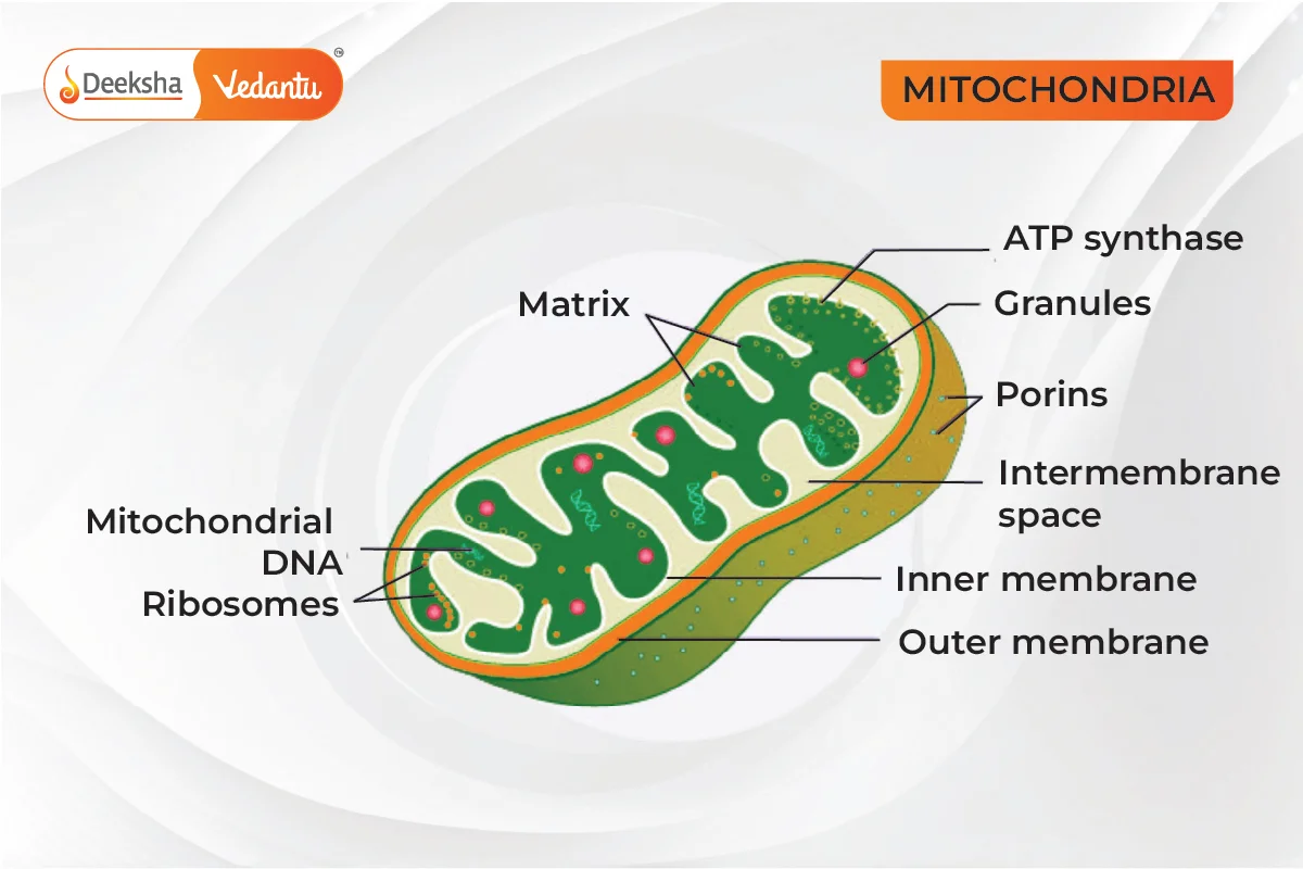 Mitochondria