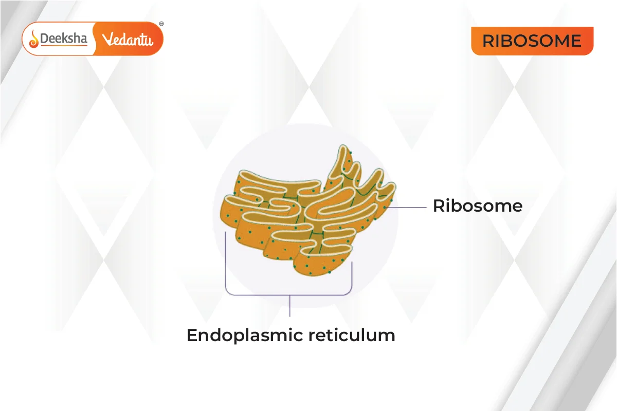 Non-Membrane-Bound Organelles