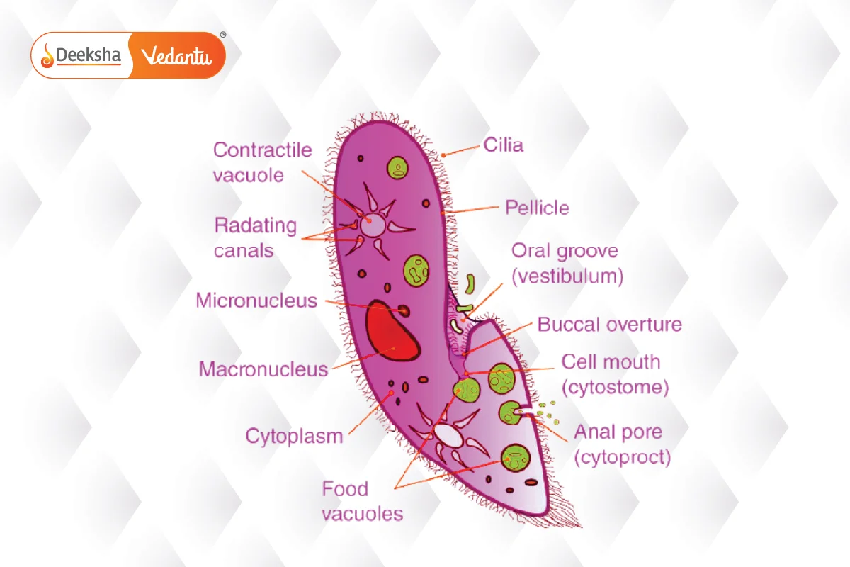 Paramecium