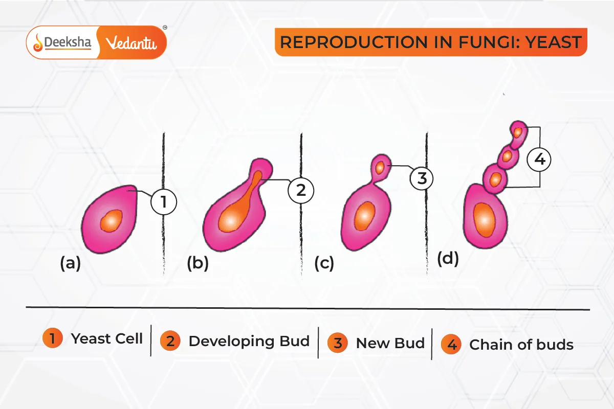 Reproductive Modes