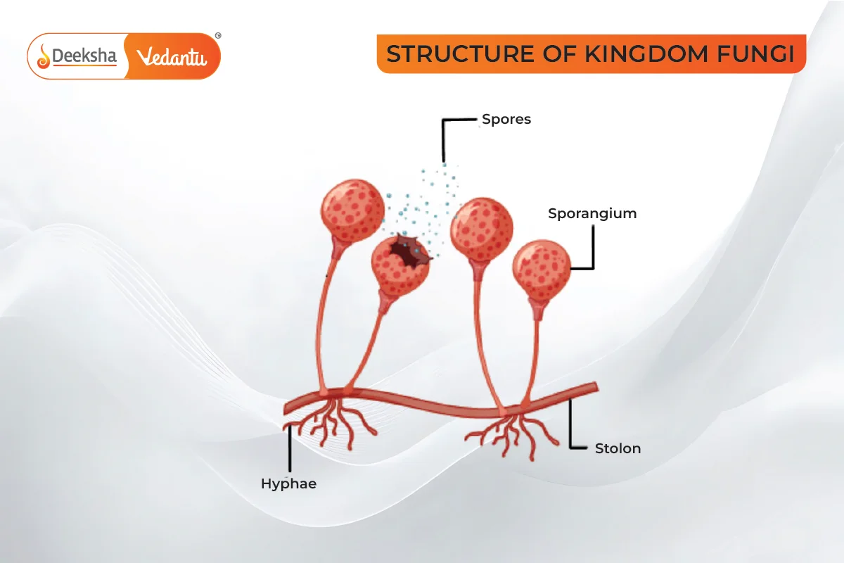 Structural Characteristics