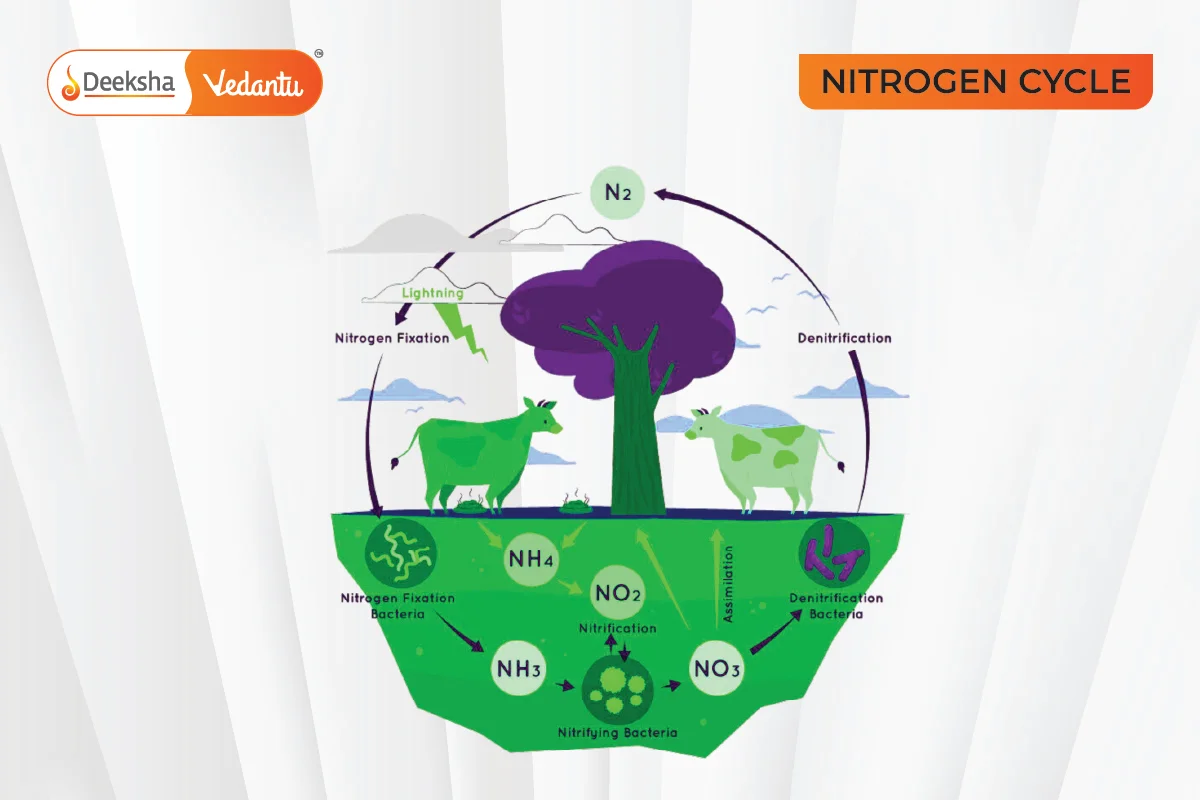 Understanding the Nitrogen Cycle