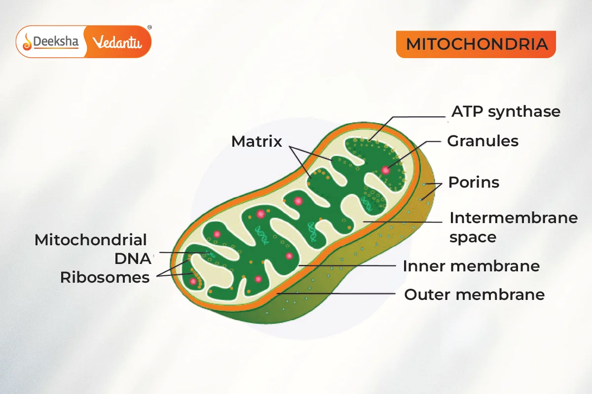 What Are Mitochondria