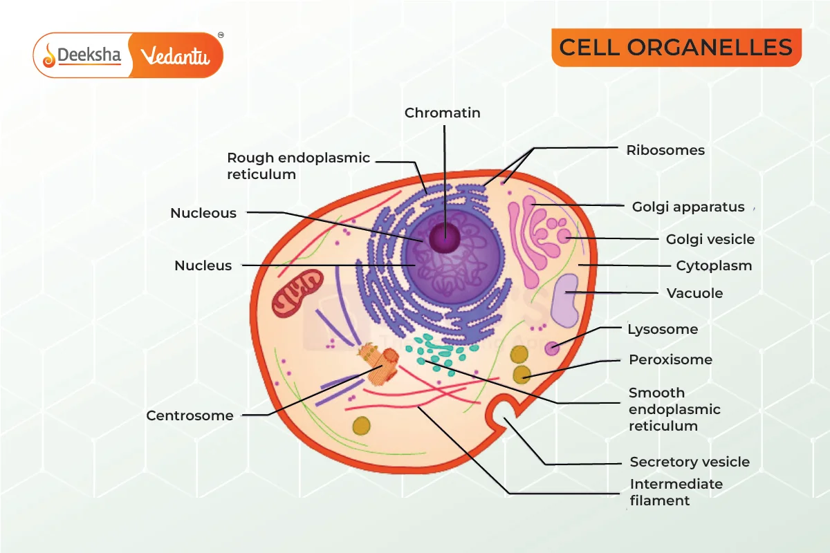 What are Cell Organelles