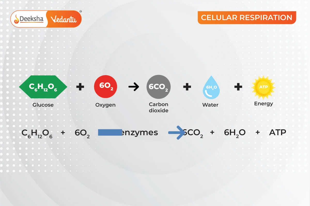 What is a Chemical Reaction