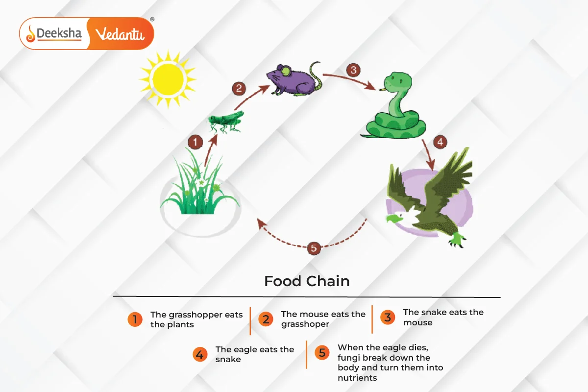 What is a Food Chain