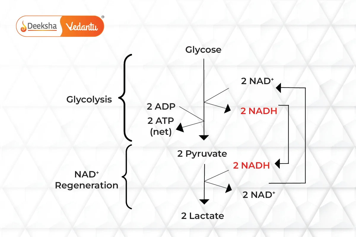 Alcohol Fermentation