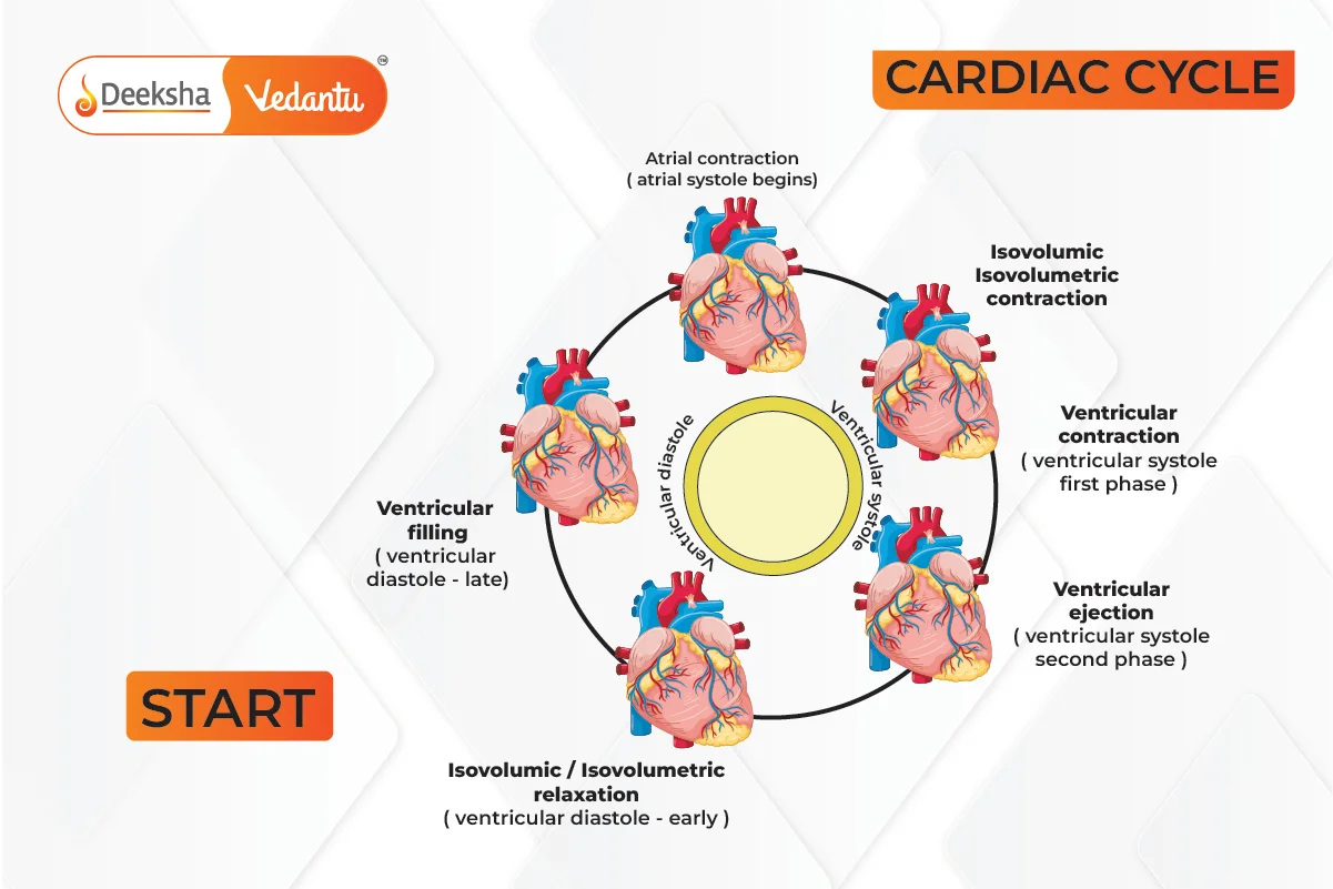 Cardiac Cycle