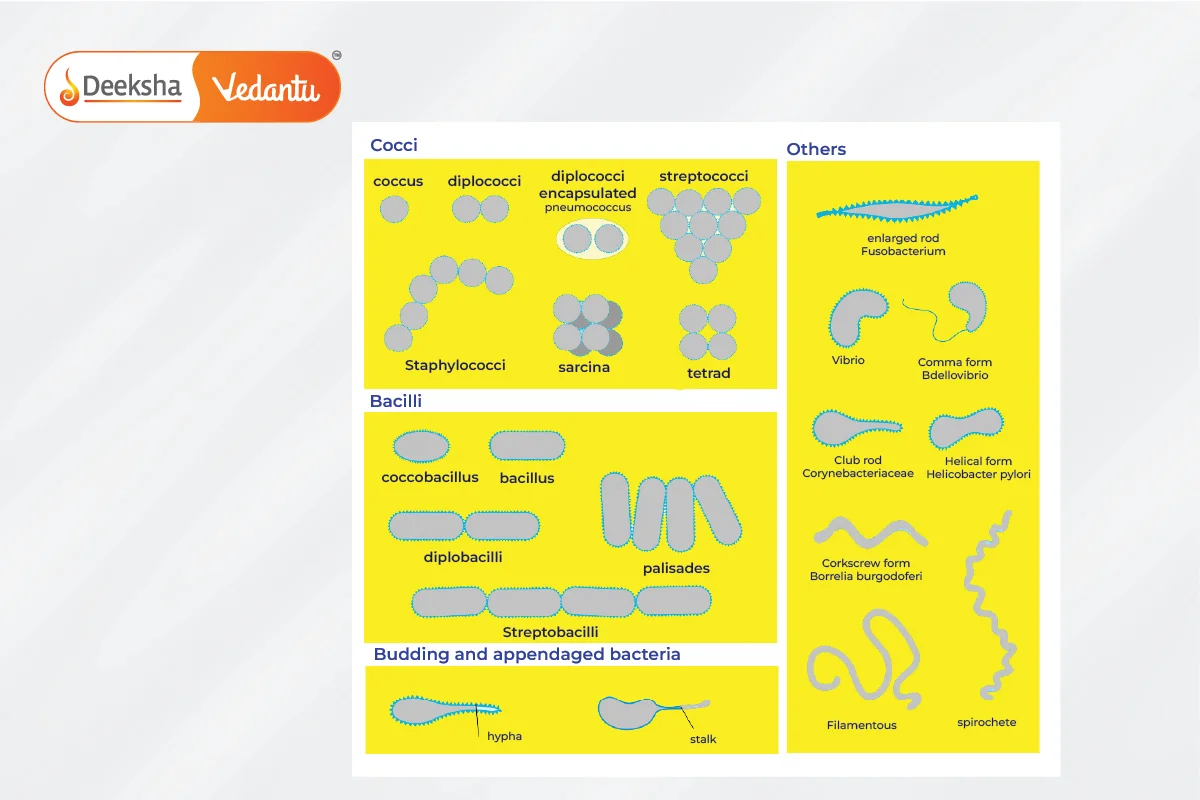 Different Shapes of Bacteria