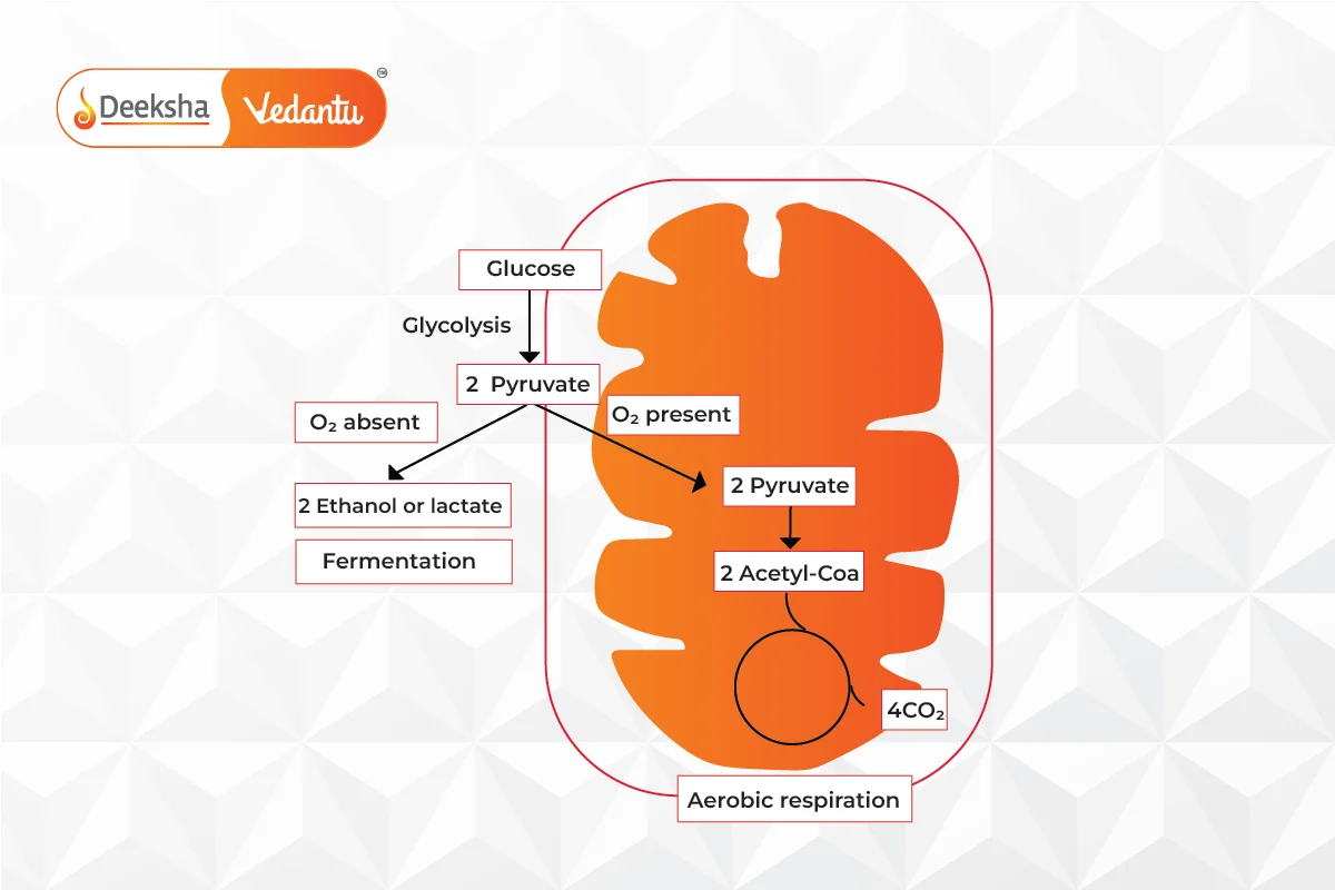 Fermentation – Definition