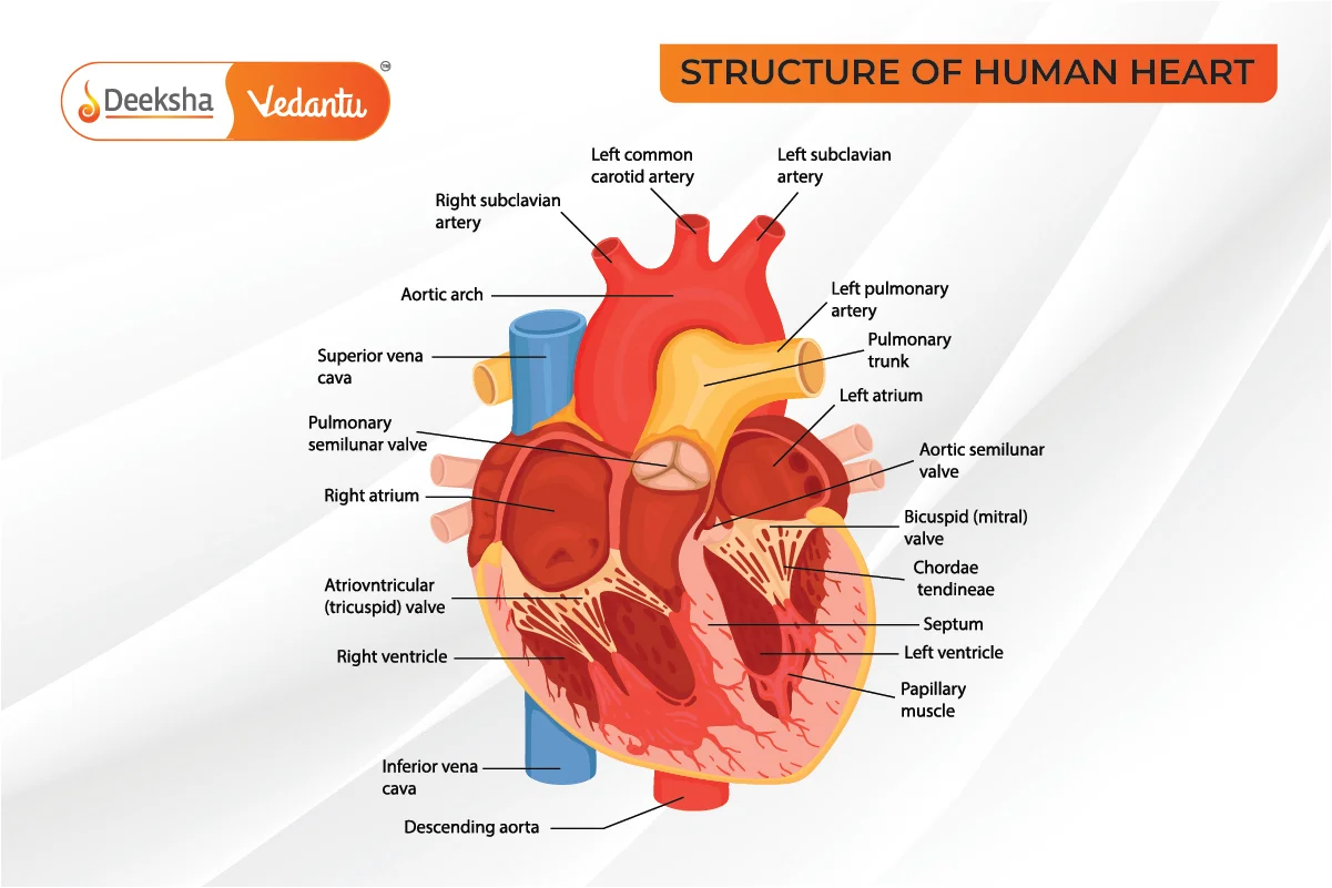 Human Circulatory System