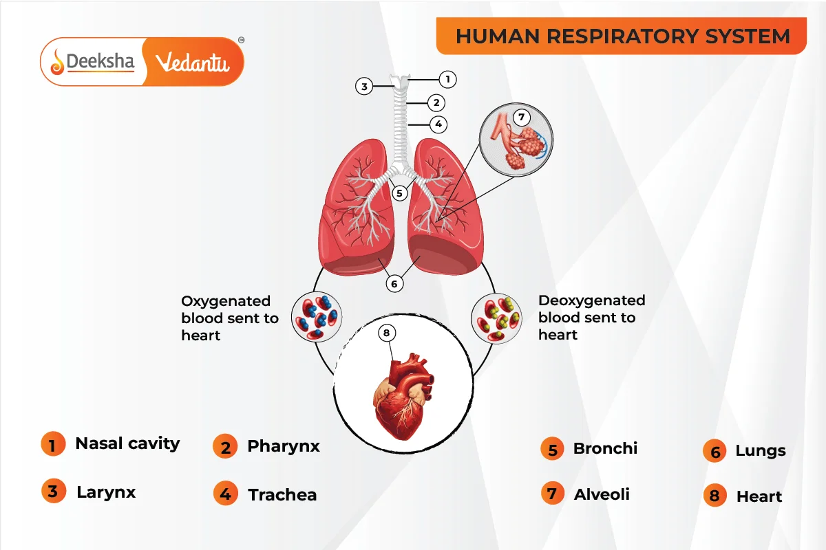 Human Respiratory System