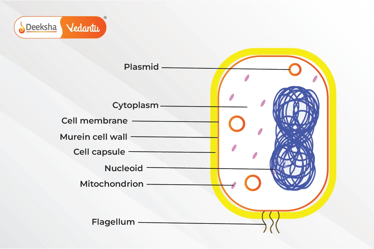 Key Features of Bacteria