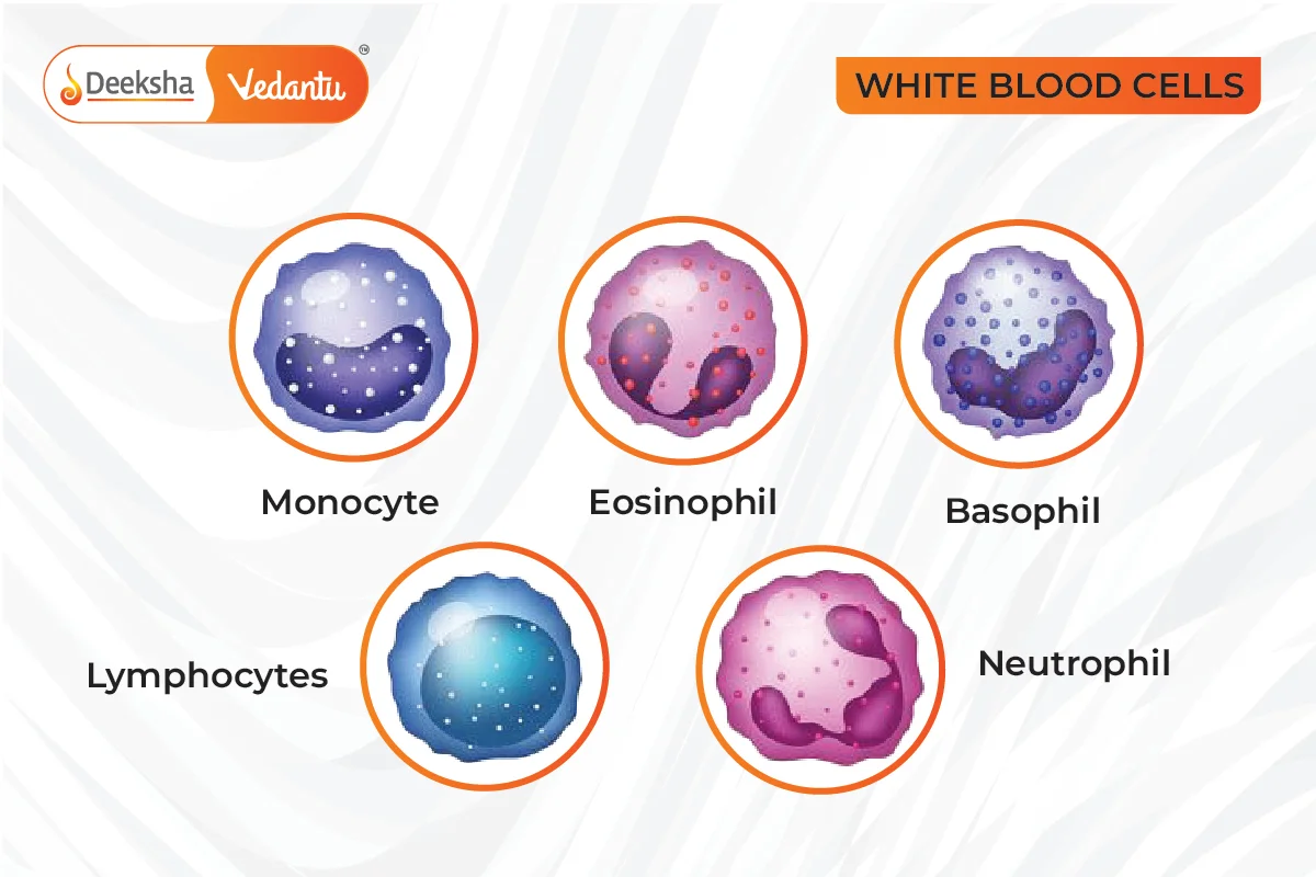 Leukocytes (WBCs)