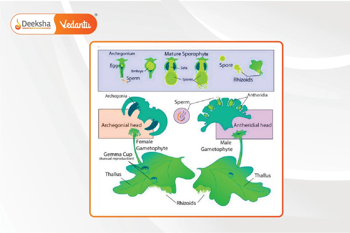 Life Cycle of Marchantia