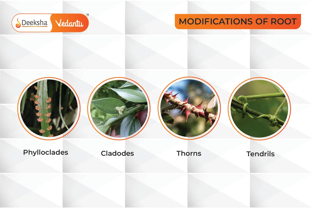 Modification of the Stem