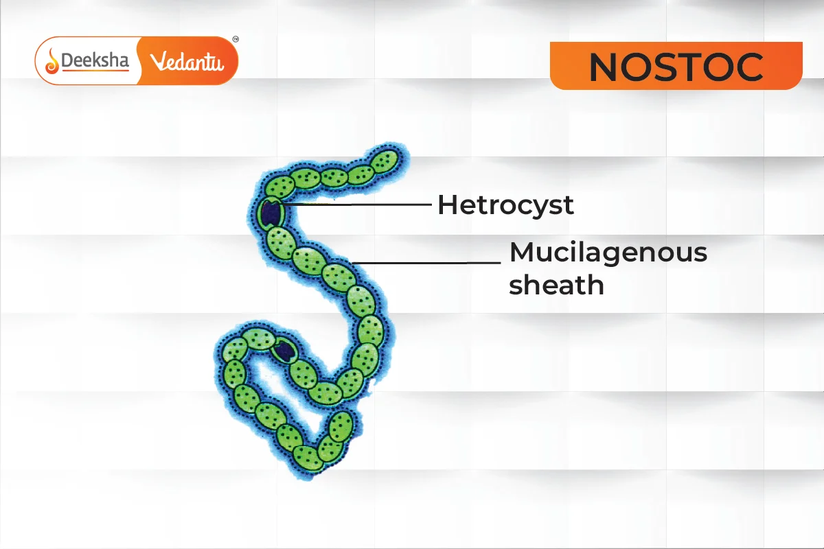 Nostoc