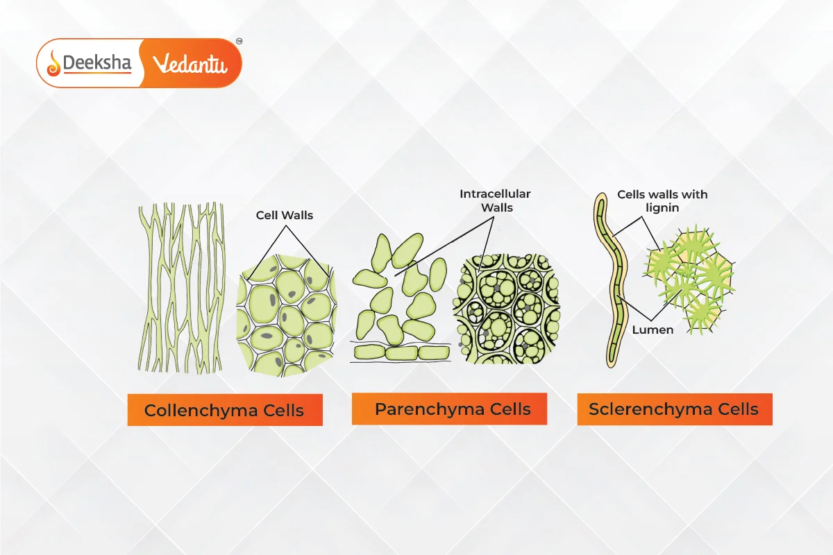 Parenchyma Cells