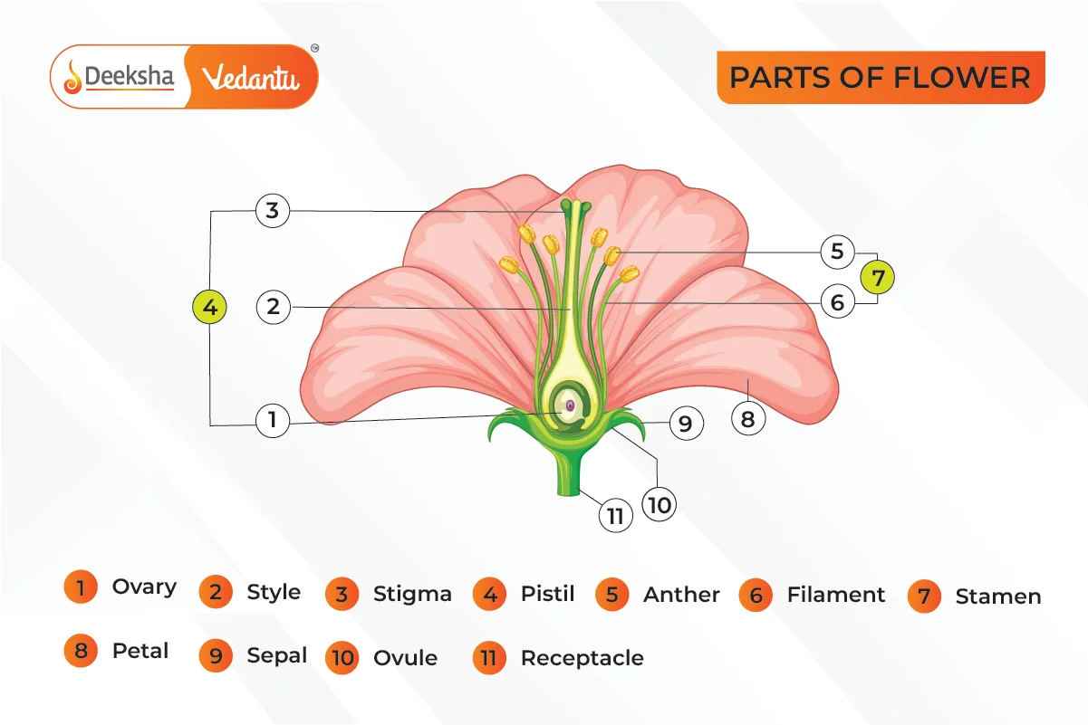 Parts of a Flower