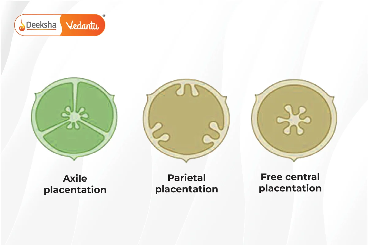 Placentation (Arrangement of Ovules in Ovary)